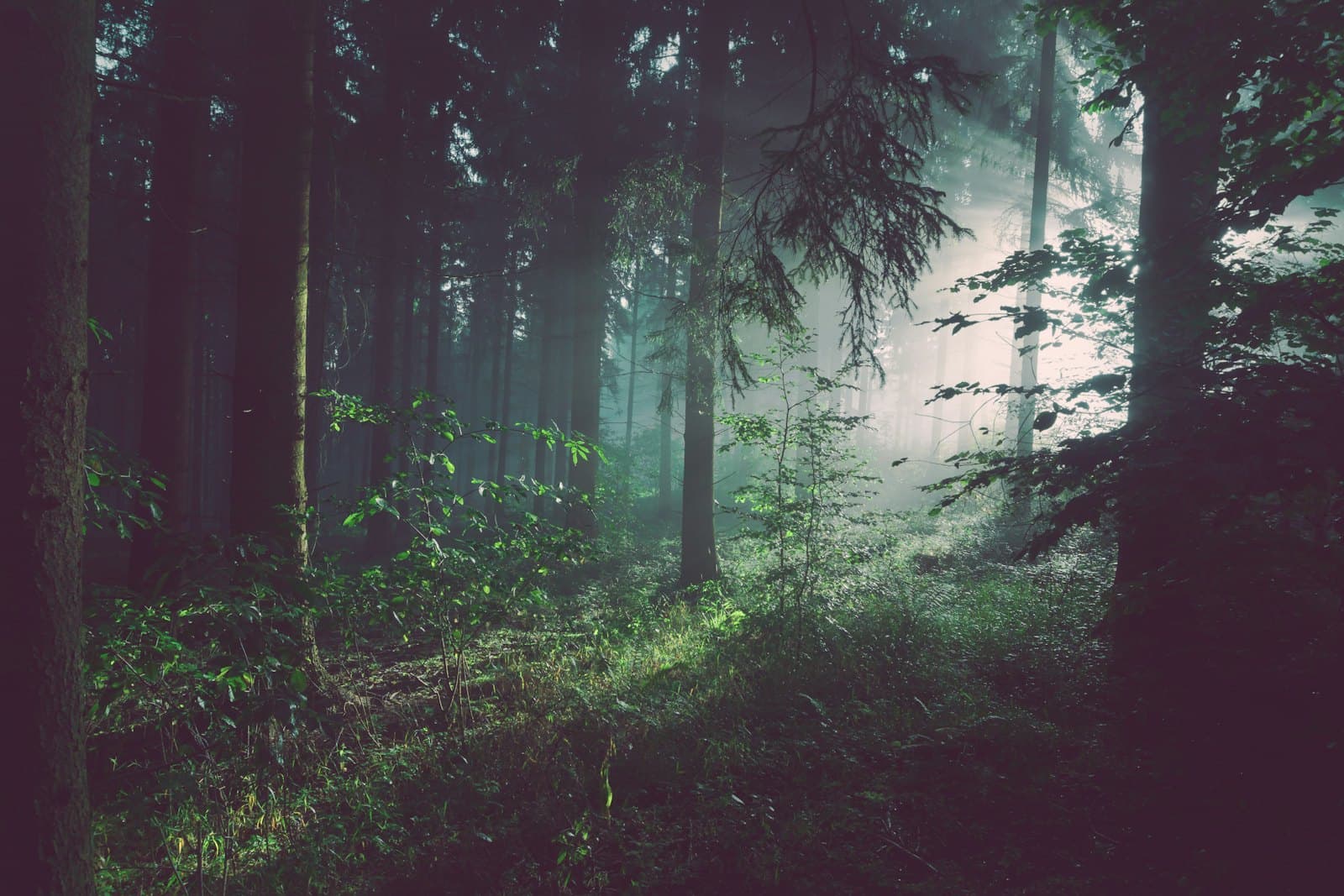 Arvo Forest — ritual step: Arrival